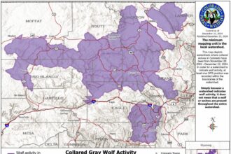 Colorado wolf map shows where 8 collared wolves traveled in December