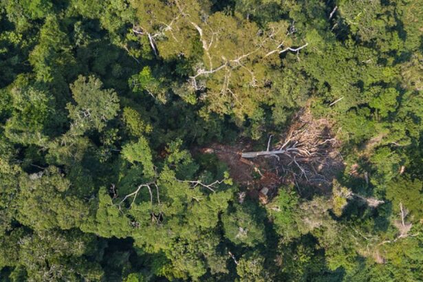 Corruption fears surround environmentalist’s conviction