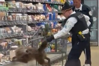 Coyote Hiding in Chicago Supermarket Cooler Yanked Out by Tail, on Video