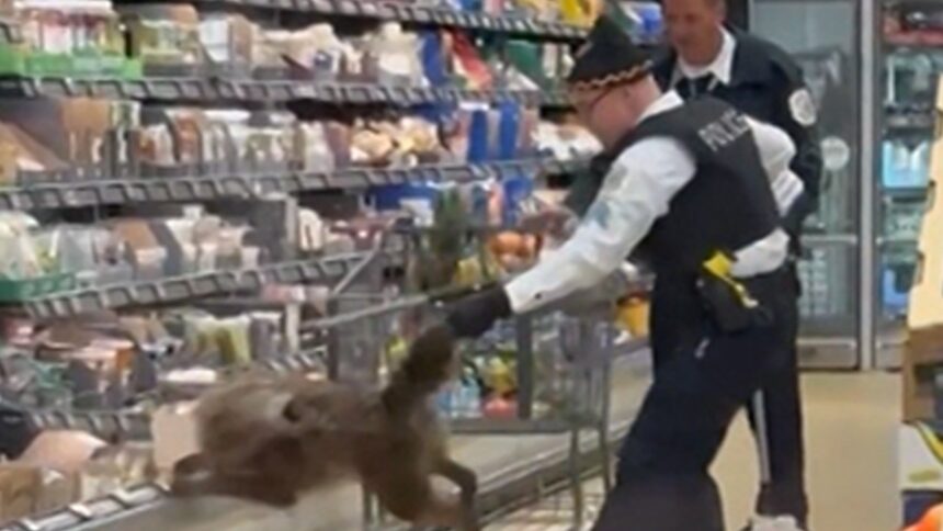 Coyote Hiding in Chicago Supermarket Cooler Yanked Out by Tail, on Video