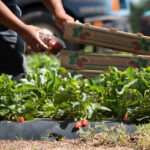 photo of a pair of hands picking strawberries on a farm and placing them in stack of crates; each crate is labeled "strawberries"