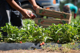 photo of a pair of hands picking strawberries on a farm and placing them in stack of crates; each crate is labeled "strawberries"