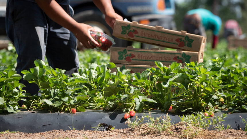 photo of a pair of hands picking strawberries on a farm and placing them in stack of crates; each crate is labeled "strawberries"