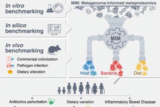 Detailed protein activity maps assess intestinal health