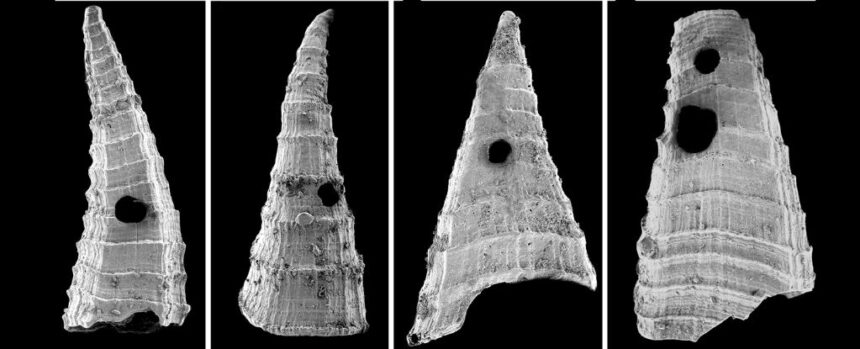 Earliest Evolutionary Arms Race Found in Tiny Humble Shells : ScienceAlert