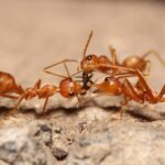 Even ants may hold grudges