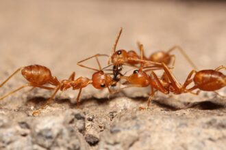 Even ants may hold grudges