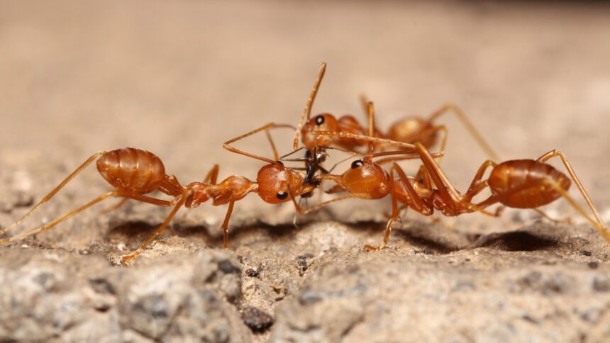 Even ants may hold grudges