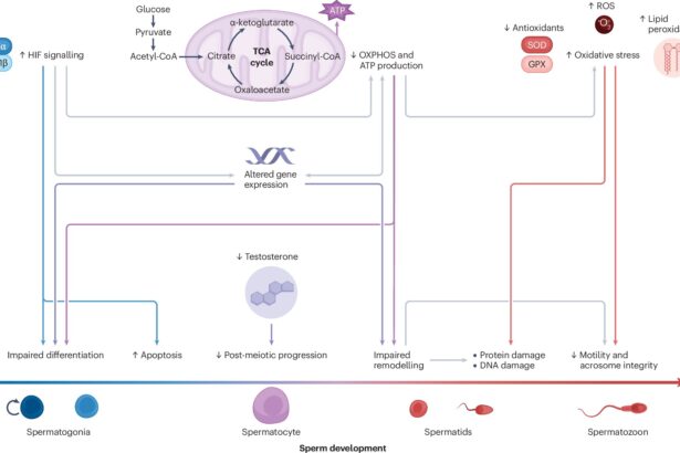 From high-altitude hiking to sleep apnea, study explores impacts on male fertility
