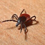 Half of adult ticks in the Northeast carry Lyme disease bacteria, study reveals