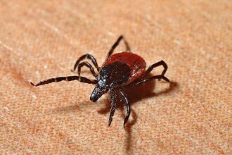 Half of adult ticks in the Northeast carry Lyme disease bacteria, study reveals