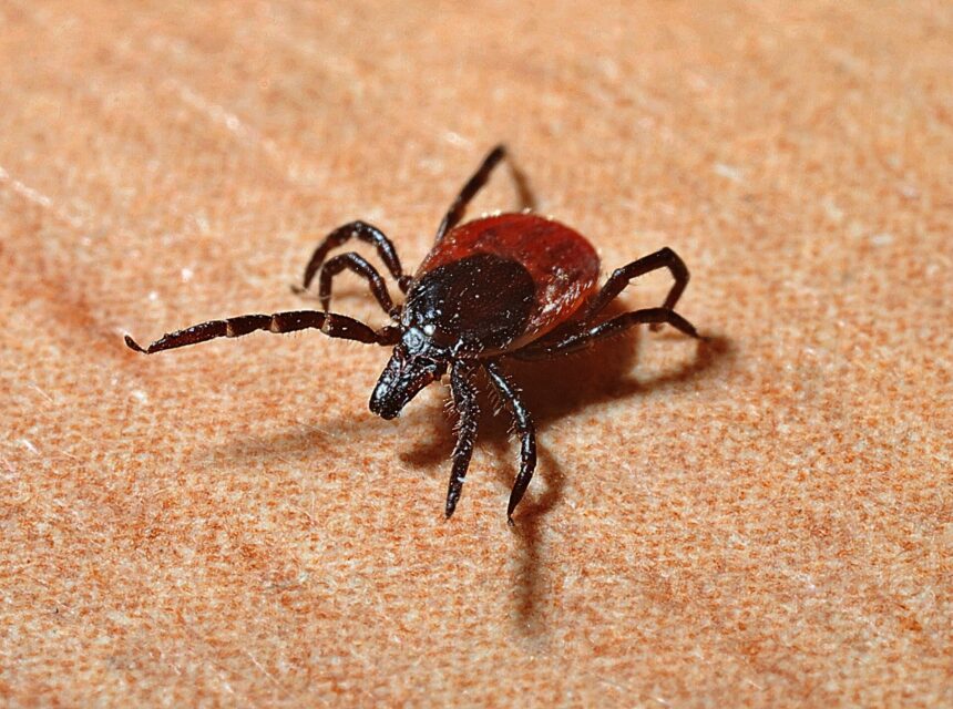 Half of adult ticks in the Northeast carry Lyme disease bacteria, study reveals