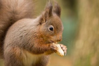 A bushy red squirrel nibbles on a peanut.