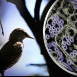 Health officials assess the threat of H5N1