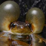 A Surinam golden-eyed tree frog puffs out its cheeks to look like giant bubbles as it prepares to call for a mate.