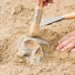 Unearthing ancient human skull at archaeological site; Shutterstock ID 395215381; purchase_order: -; job: -; client: -; other: -