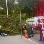 Huge tree falls on people in central Sydney