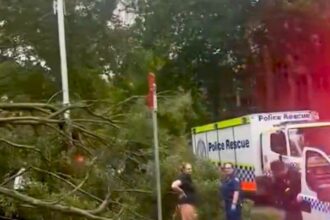 Huge tree falls on people in central Sydney