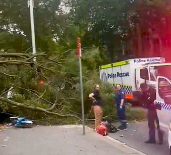 Huge tree falls on people in central Sydney