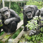 Three chimpanzees are shown huddled around greenery in a Japanese sanctuary