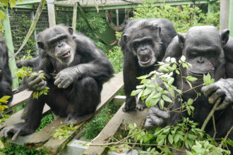 Three chimpanzees are shown huddled around greenery in a Japanese sanctuary