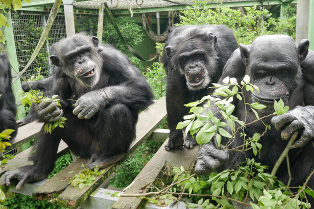 In chimpanzees, peeing is contagious
