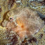 a patterned fish camouflages itself against some coral