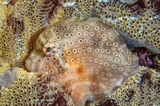 a patterned fish camouflages itself against some coral