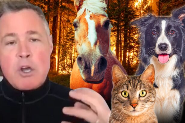 Jeff Corwin Calls Wildfires ‘Catastrophe’ for Mountain Lions, Condors, Bears