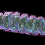 Jumping ‘Numts’ from Mitochondria Can Be Fast and Deadly