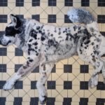 a realistic relief textile work of a dog lounging on a tiled floor, made via rug hooking