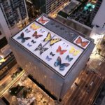 an aerial view of a giant rooftop mural of realistic butterflies arranged as if in a specimen case