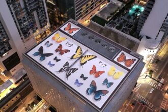 an aerial view of a giant rooftop mural of realistic butterflies arranged as if in a specimen case