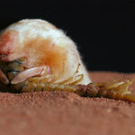 A marsupial mole, that looks all golden hair and button nose, munches on a centipede.