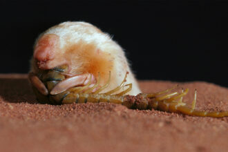 A marsupial mole, that looks all golden hair and button nose, munches on a centipede.