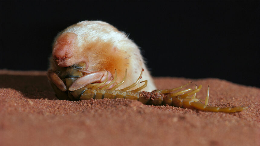 A marsupial mole, that looks all golden hair and button nose, munches on a centipede.