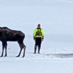 Moose Rescued After Falling Through Ice In New York: No 'Training Manual' For This