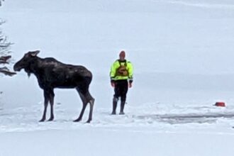 Moose Rescued After Falling Through Ice In New York: No 'Training Manual' For This