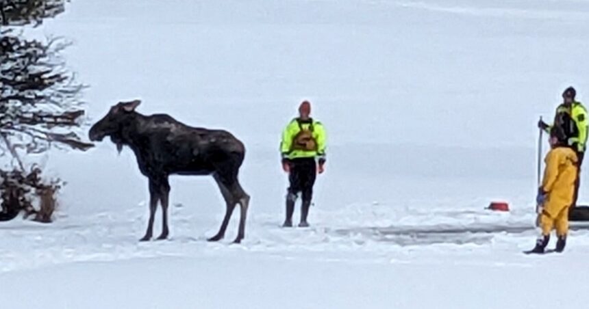 Moose Rescued After Falling Through Ice In New York: No 'Training Manual' For This