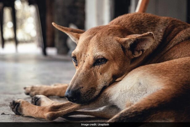 Morocco To Cull 3 Million Dogs Ahead Of 2030 FIFA World Cup. Here’s Why