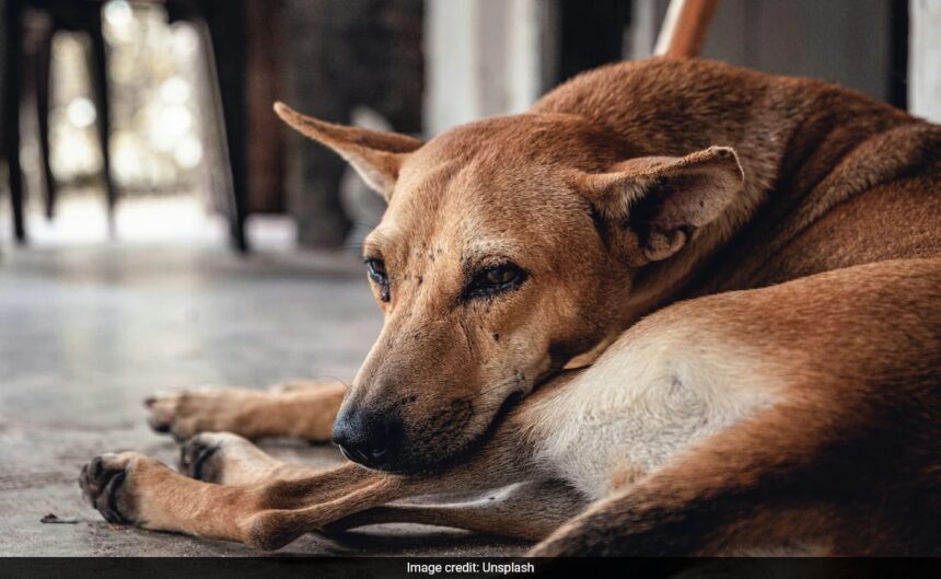 Morocco To Cull 3 Million Dogs Ahead Of 2030 FIFA World Cup. Here's Why