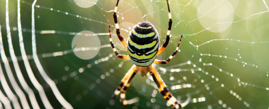 Mystery of Spiders' Sense of Smell May Finally Be Solved in New Study : ScienceAlert