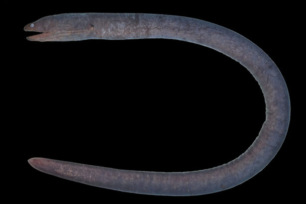 New ‘Hades’ moray eel discovered by accident