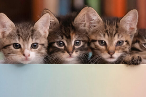 New Theory Solves Paradox of Schrödinger’s Cat by Claiming We’re in a Multiverse : ScienceAlert