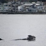 Orca mom seen mourning latest dead calf same way she did in 2018