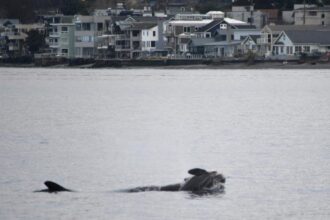 Orca mom seen mourning latest dead calf same way she did in 2018