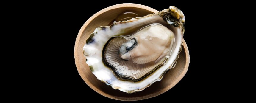 Oyster Blood Could Be Vital in The Fight Against Superbugs : ScienceAlert