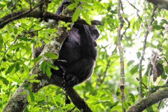 Peeing Is Contagious among Chimps