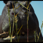 Pepe Imagines a Hippo’s Perspective on Life