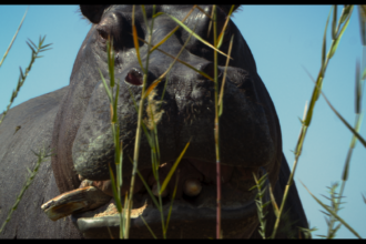 Pepe Imagines a Hippo’s Perspective on Life